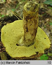 Leccinellum crocipodium (koźlarek bruzdkowany)