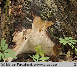 Perenniporia medulla-panis (trwałoporka różnobarwna)