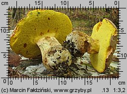 Butyriboletus fechtneri (masłoborowik blednący)