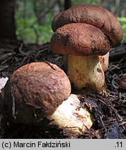 Butyriboletus subappendiculatus (masłoborowik górski)