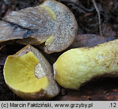 Leccinellum crocipodium (koźlarek bruzdkowany)