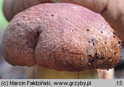 Butyriboletus subappendiculatus (masłoborowik górski)