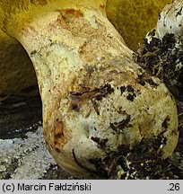 Butyriboletus fechtneri (masłoborowik blednący)