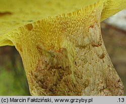 Butyriboletus fechtneri (masłoborowik blednący)