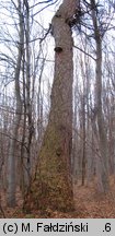 Fomitopsis officinalis (pniarek lekarski)