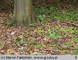 Leccinellum crocipodium (koźlarek bruzdkowany)