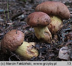 Butyriboletus subappendiculatus (masłoborowik górski)