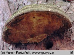 Fomitopsis officinalis (pniarek lekarski)