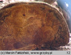 Fomitopsis officinalis (pniarek lekarski)