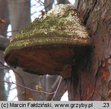 Fomitopsis officinalis (pniarek lekarski)