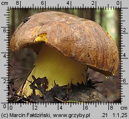 Butyriboletus subappendiculatus (masłoborowik górski)