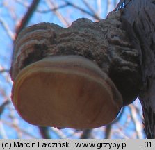 Fomitopsis officinalis (pniarek lekarski)