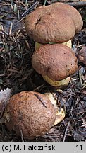 Butyriboletus subappendiculatus (masłoborowik górski)