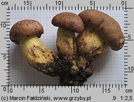 Butyriboletus subappendiculatus (masłoborowik górski)