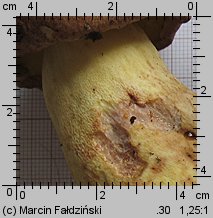 Butyriboletus subappendiculatus (masłoborowik górski)