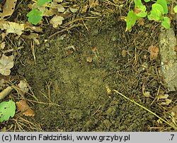 Leccinellum crocipodium (koźlarek bruzdkowany)