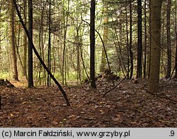 Butyriboletus subappendiculatus (masłoborowik górski)