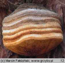 Fomitopsis officinalis (pniarek lekarski)