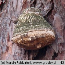 Fomitopsis officinalis (pniarek lekarski)