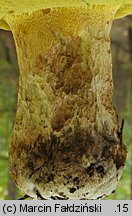 Butyriboletus fechtneri (masłoborowik blednący)