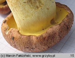 Butyriboletus subappendiculatus (masłoborowik górski)