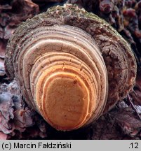 Fomitopsis officinalis (pniarek lekarski)