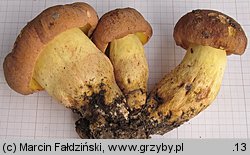 Butyriboletus subappendiculatus (masłoborowik górski)