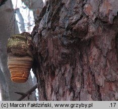 Fomitopsis officinalis (pniarek lekarski)