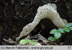 Perenniporia medulla-panis (trwałoporka różnobarwna)