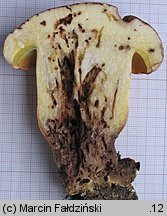 Butyriboletus subappendiculatus (masłoborowik górski)