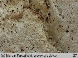 Perenniporia medulla-panis (trwałoporka różnobarwna)