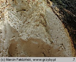 Perenniporia medulla-panis (trwałoporka różnobarwna)