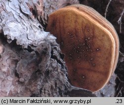 Fomitopsis officinalis (pniarek lekarski)