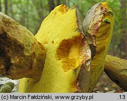 Butyriboletus fechtneri (masłoborowik blednący)