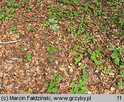 Leccinellum crocipodium (koźlarek bruzdkowany)