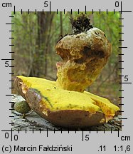 Butyriboletus fechtneri (masłoborowik blednący)