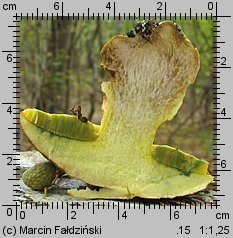 Butyriboletus fechtneri (masłoborowik blednący)