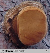 Fomitopsis officinalis (pniarek lekarski)