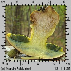 Butyriboletus fechtneri (masłoborowik blednący)