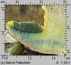 Butyriboletus fechtneri (masłoborowik blednący)