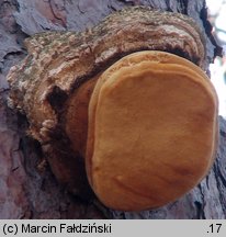 Fomitopsis officinalis (pniarek lekarski)