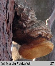 Fomitopsis officinalis (pniarek lekarski)