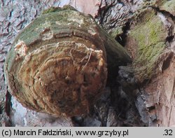 Fomitopsis officinalis (pniarek lekarski)