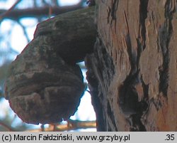 Fomitopsis officinalis (pniarek lekarski)