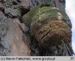 Fomitopsis officinalis (pniarek lekarski)