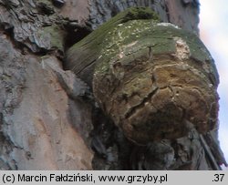 Fomitopsis officinalis (pniarek lekarski)