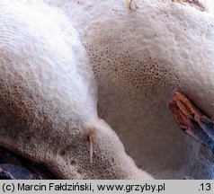 Fomitopsis officinalis (pniarek lekarski)