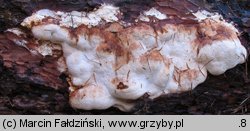 Fomitopsis officinalis (pniarek lekarski)