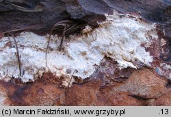 Fomitopsis officinalis (pniarek lekarski)