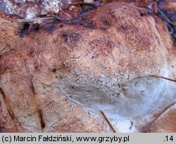 Fomitopsis officinalis (pniarek lekarski)